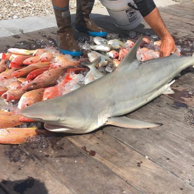 shark fishing trips naples florida 08